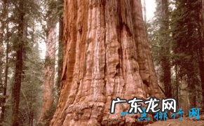 世界上最高的树有156米高的树