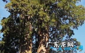 世界上最高的树有156米高的树