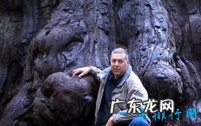 世界上最高的树有156米高的树