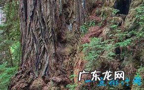 世界上最高的树有156米高的树