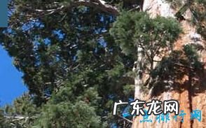 世界上最高的树有156米高的树