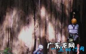 世界上最高的树有156米高的树