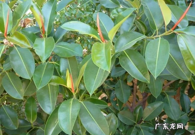 世界十大热带雨林植物 样子千奇百怪的植物