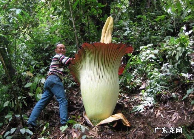 世界十大热带雨林植物 样子千奇百怪的植物