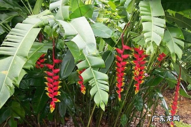 世界十大热带雨林植物 样子千奇百怪的植物