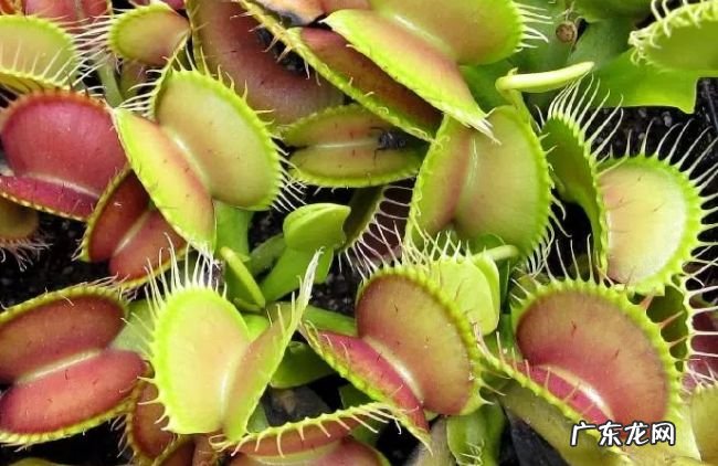 世界十大热带雨林植物 样子千奇百怪的植物