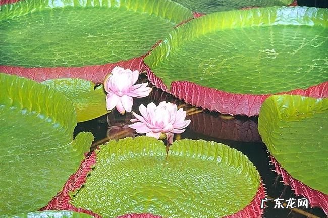 世界十大热带雨林植物 样子千奇百怪的植物