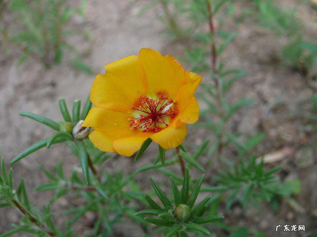 半枝莲种子什么时候播种最好