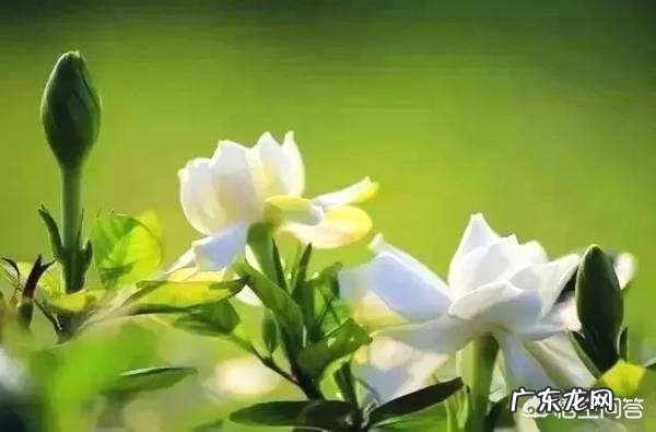 栀子有哪些形态特征和功效？