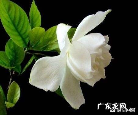 栀子有哪些形态特征和功效？