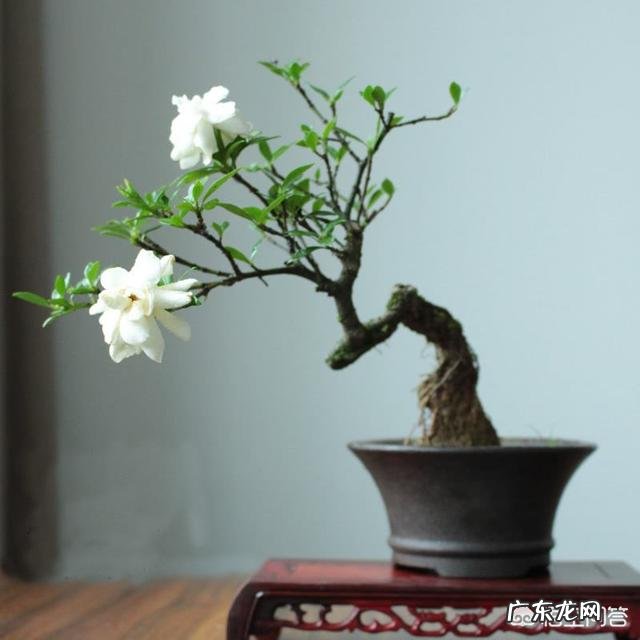 栀子有哪些形态特征和功效？