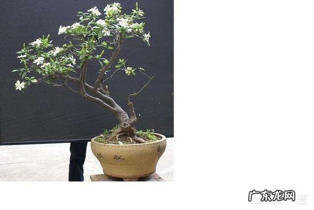 栀子有哪些形态特征和功效？