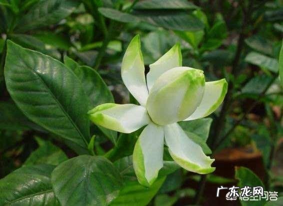 栀子有哪些形态特征和功效？