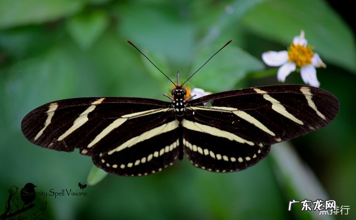 世界上十大最漂亮的蝴蝶 蓝色大闪蝶排名第一