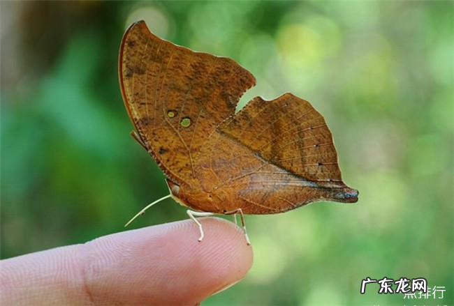 世界上十大最漂亮的蝴蝶 蓝色大闪蝶排名第一