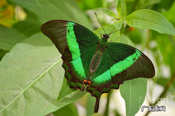 世界上十大最漂亮的蝴蝶 蓝色大闪蝶排名第一