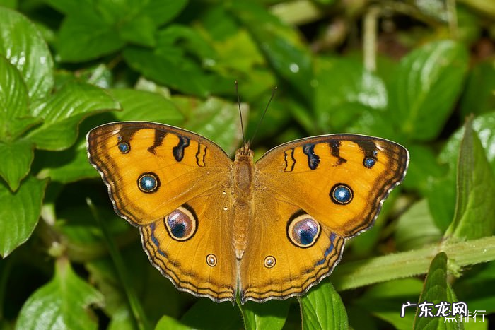 世界上十大最漂亮的蝴蝶 蓝色大闪蝶排名第一