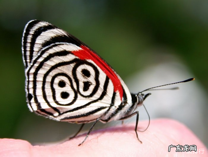 世界上十大最漂亮的蝴蝶 蓝色大闪蝶排名第一
