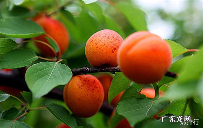 怀孕期间吃什么水果好 最适合孕妇吃的10种水果