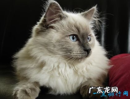 世界上最大的猫 挪威森林猫体重14千克
