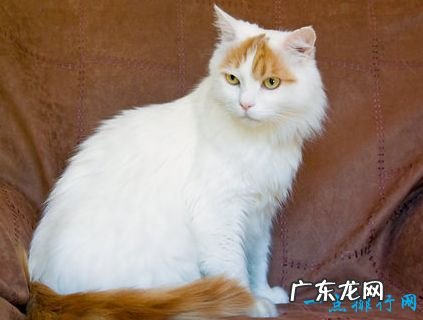 世界上最大的猫 挪威森林猫体重14千克