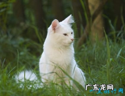 世界上最大的猫 挪威森林猫体重14千克