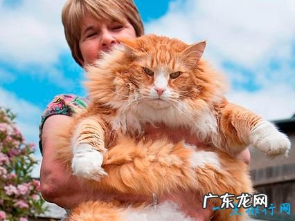 世界上最大的猫 挪威森林猫体重14千克