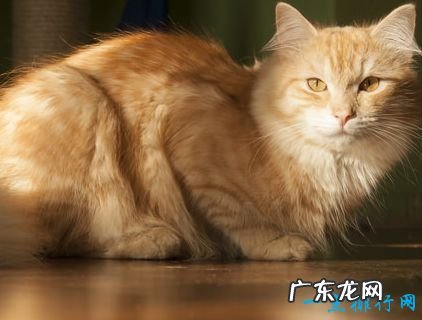 世界上最大的猫 挪威森林猫体重14千克