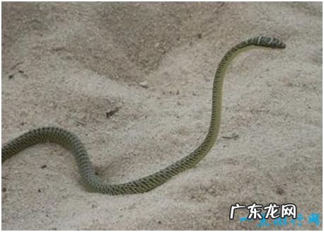 世界上最怪异的蛇，玻璃蛇身体断成数截后还能再长出来