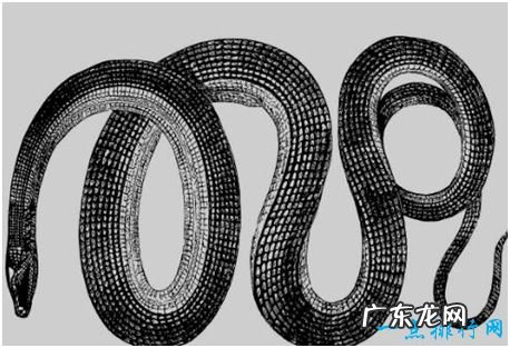 世界上最怪异的蛇，玻璃蛇身体断成数截后还能再长出来