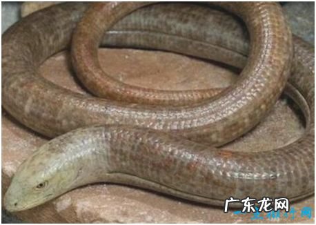 世界上最怪异的蛇，玻璃蛇身体断成数截后还能再长出来
