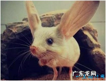 世界上耳朵最长的鼠,长耳跳鼠耳长接近一半身长