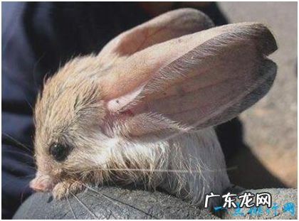 世界上耳朵最长的鼠,长耳跳鼠耳长接近一半身长