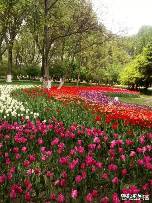 我们甘肃的郁金香漂亮吗?