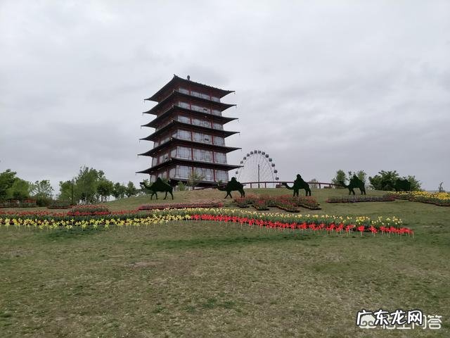 我们甘肃的郁金香漂亮吗?