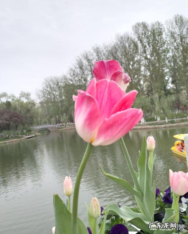 我们甘肃的郁金香漂亮吗?