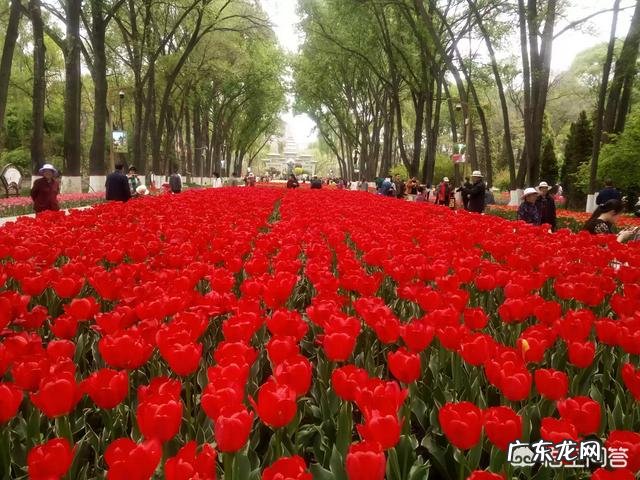 我们甘肃的郁金香漂亮吗?