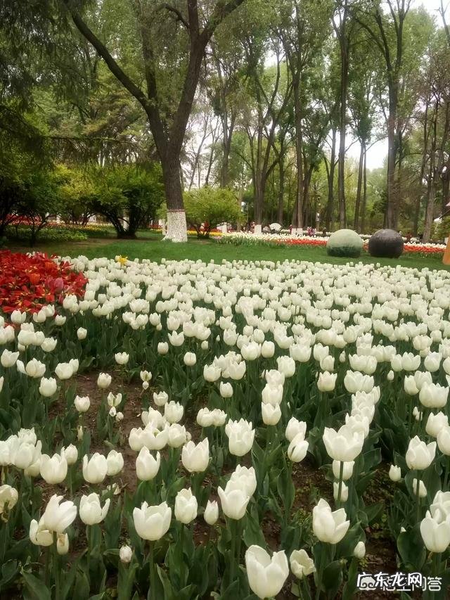 我们甘肃的郁金香漂亮吗?