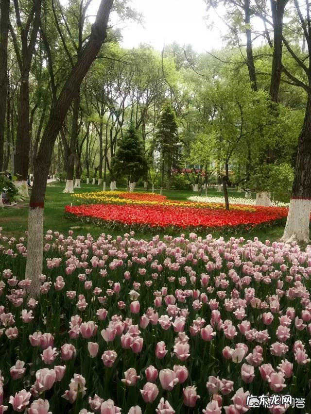 我们甘肃的郁金香漂亮吗?