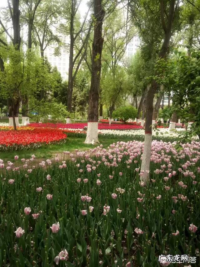 我们甘肃的郁金香漂亮吗?
