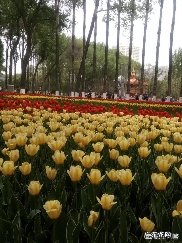 我们甘肃的郁金香漂亮吗?