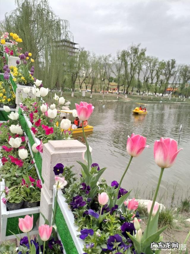 我们甘肃的郁金香漂亮吗?