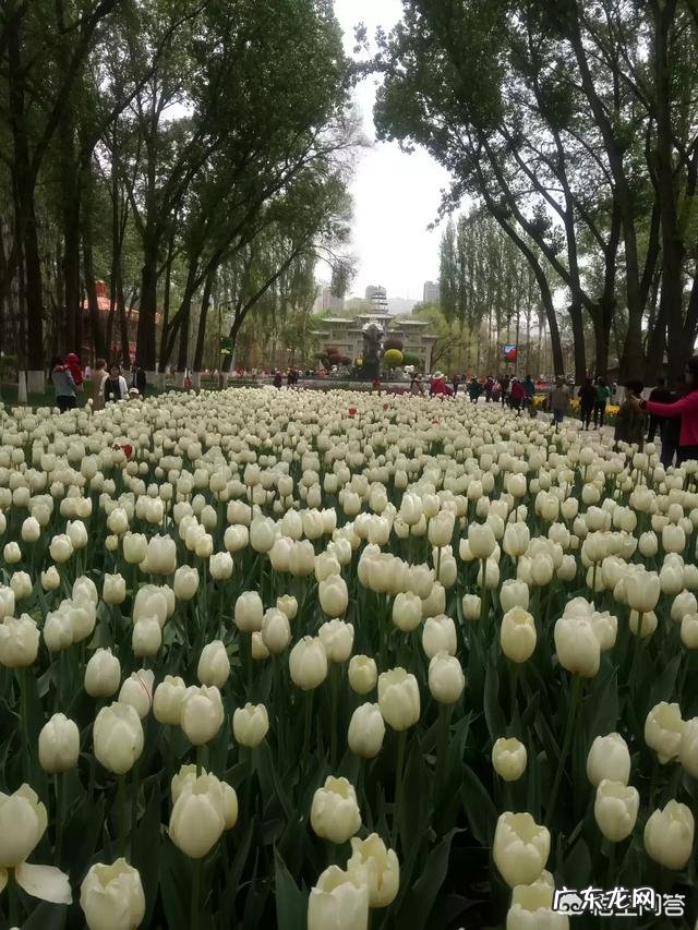 我们甘肃的郁金香漂亮吗?