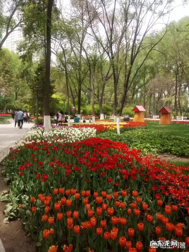 我们甘肃的郁金香漂亮吗?