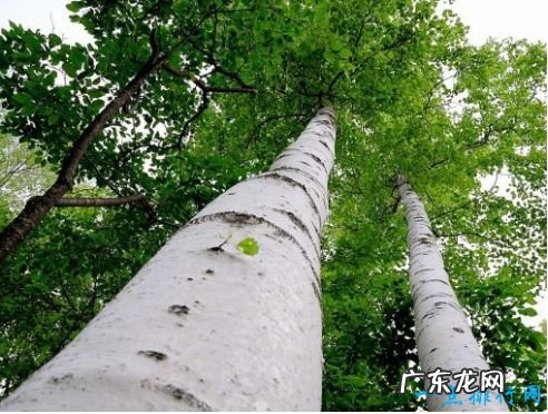世界上最硬的树木 铁桦树刀枪不入堪称铜墙铁壁