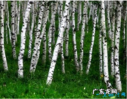 世界上最硬的树木 铁桦树刀枪不入堪称铜墙铁壁