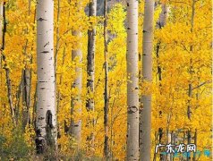 世界上最硬的树木 铁桦树刀枪不入堪称铜墙铁壁