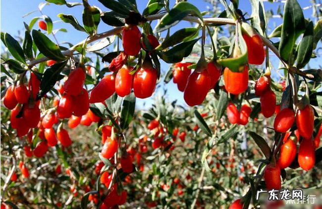 石家庄十大特产 石家庄特产方便送人的