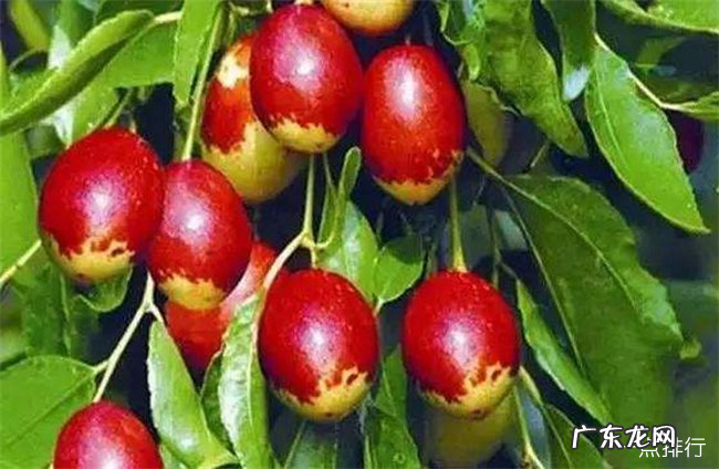 石家庄十大特产 石家庄特产方便送人的