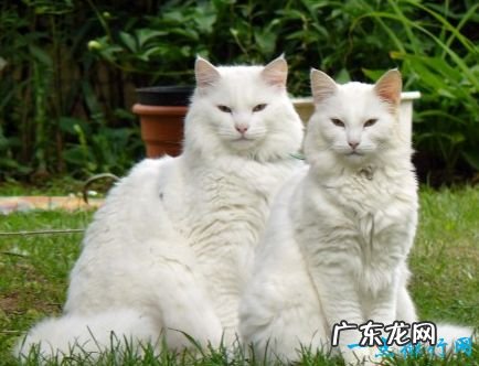 世界上十大最漂亮的猫品种 英国短毛猫排第一